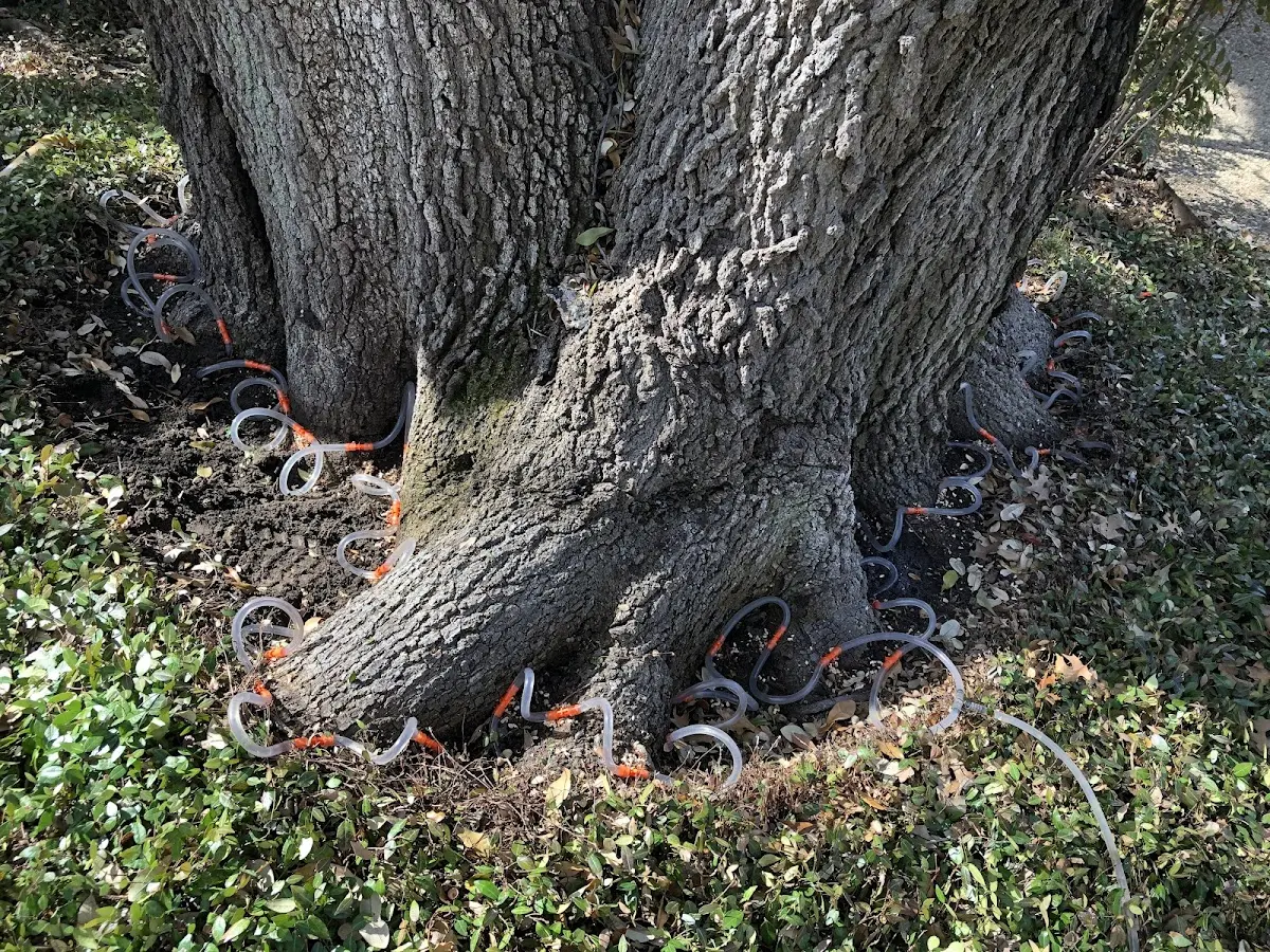 Detailed Tree Cabling and Bracing job site in Montpelier